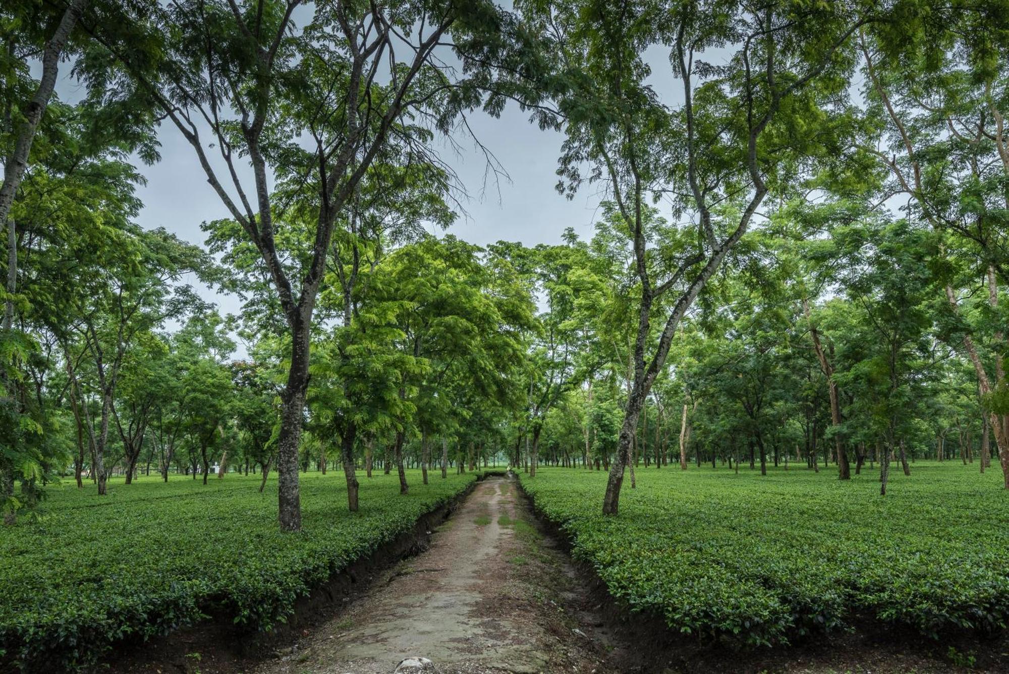 Hotel Tusker Tea County Chālsa Zewnętrze zdjęcie